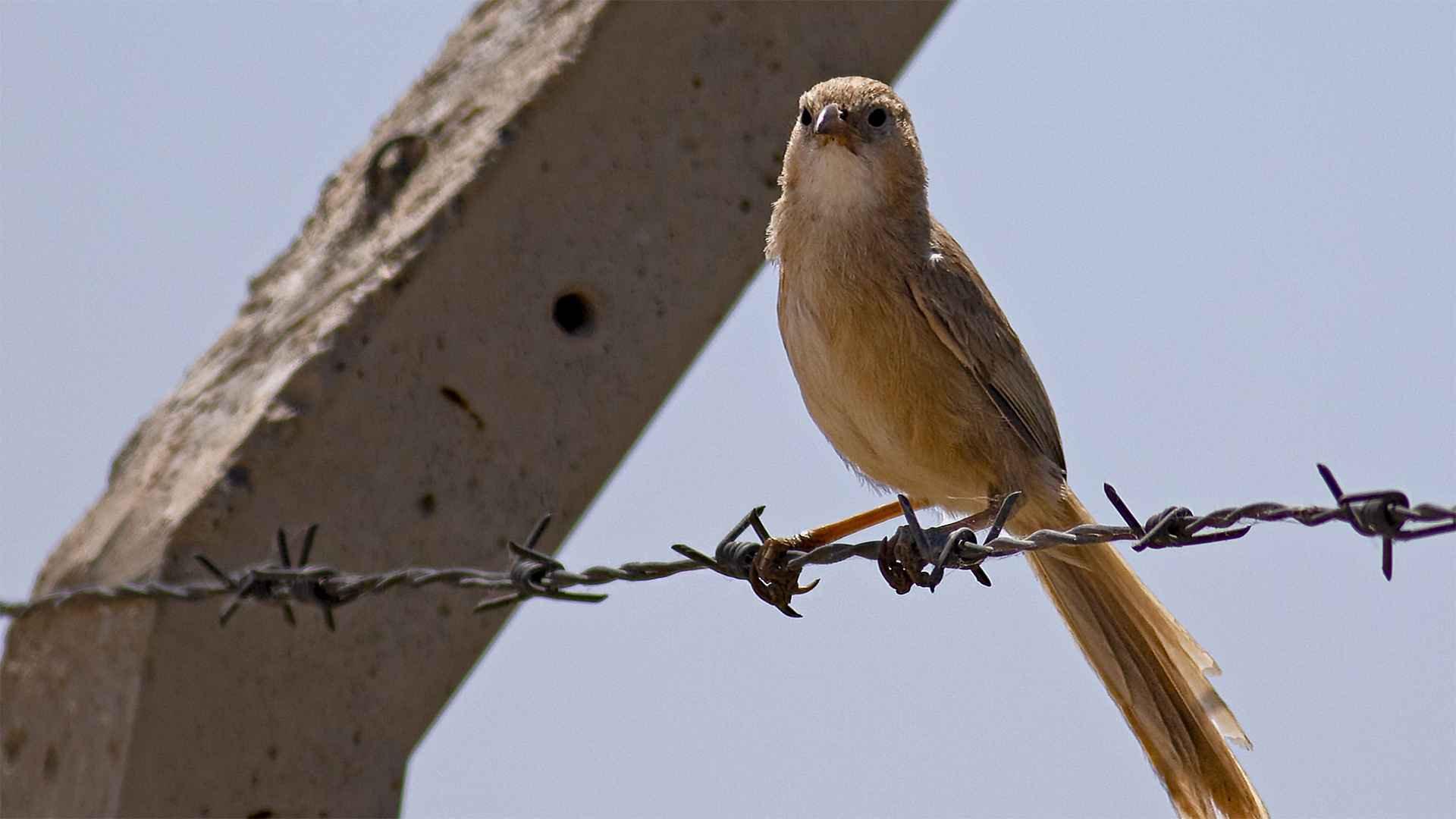 Iraq Babbler